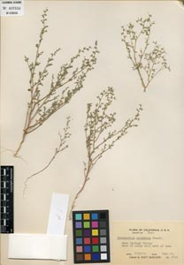 Herbarium Sheet of CAS 637524